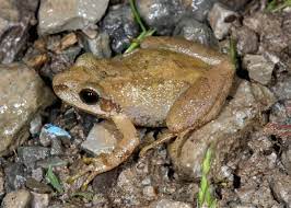 The mountain chorus frog (pseudacris brachyphona) is a species of frog in the family hylidae. Mountain Chorus Frog Amphibians Of Alabama Inaturalist