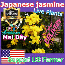 Image result for Jasminum meyeri-johannis