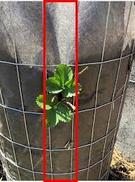 Strawberry tower planter with reservoir. Vertical Strawberry Planter Diy Strawberry Tower Sustainable Cooks