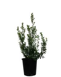 Image result for Myrsine africana