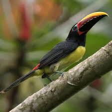 Image result for Ozoroa viridis