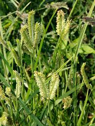 Image result for Heteranthoecia