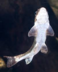 Image result for Pycreus nigricans