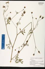 We did not find results for: Bidens Bipinnata Species Page Isb Atlas Of Florida Plants