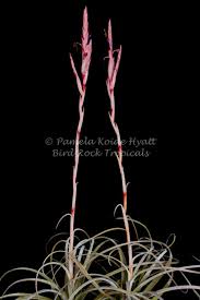 Image result for Ottelia exserta