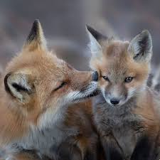 Daily Fox Day 6 Mom Stoppppp You Re Embarrassing Me Foxes Fox Fox Species Animals Beautiful