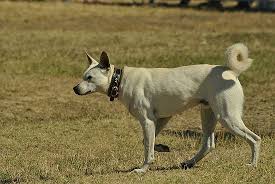 From washing dishes to preparing food and drink, sinks are designed to be easy to clean and robust enough for everyday use. Get To Know Sinka The Mysterious New Hungarian Dog Breed Daily News Hungary