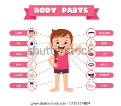 If you have encountered an accident or minor fender bender, your vehicle may need repairs. Body Parts Coloring Pages Rallytv Org And Page Body Parts Clipart Stunning Free Transparent Png Clipart Images Free Download