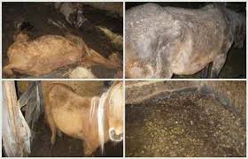 Swadlincote, Derbyshire: Julia and Rachel Nall - UK Animal ...