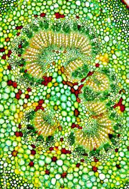 Plant cells are eukaryotic cells present in green plants, photosynthetic eukaryotes of the kingdom plantae.their distinctive features include primary cell walls containing cellulose, hemicelluloses and pectin, the presence of plastids with the capability to perform photosynthesis and store starch, a large vacuole that regulates turgor pressure, the absence of flagella or centrioles, except in. Plant Cells Under Microscope Natureisfuckinglit