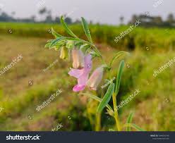Image result for Ceratotheca sesamoides