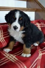 Bernese Mountain Dog Puppy Black And White Pin By Jack Santos On Dogs With Images Bernese Mountain Dog Puppy Puppies Mountain Dogs