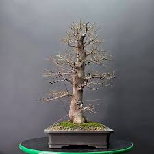 Image result for Celtis sinensis