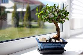 Maybe you would like to learn more about one of these? Ready To Take On One Of Gardening S Greatest Challenges Enter The Mighty Bonsai Tree Engledow Group