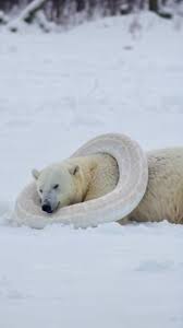 Hairless Polar Bear | TikTok