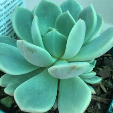 The misspelling was in the original distribution, so we will keep it until it is either published with the correct spelling or common usage changes. Xgraptoveria A Grim One Graptoveria A Grim One In Gardentags Plant Encyclopedia