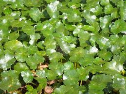 Image result for Hydrocotyle ranunculoides