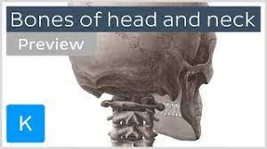 The bones provide a structural framework and protection to the soft organs. Bones Of The Head And Neck Skull And Cervical Spine Preview Human Anatomy Kenhub Youtube