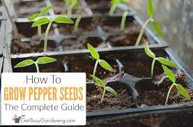 Now, we don't like eating them any. How To Grow Peppers From Seed Complete Guide Get Busy Gardening