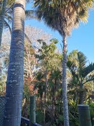 Image result for Aiphanes horrida