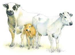 Established in 1955, bottonificio piemontese is the official supplier to some of the biggest italian and french couture designers. Il Fassone E La Razza Piemontese Cascina Rosa B B