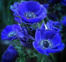 Blue Poppy Anemone Anemone Coronaria Flower Garden Pictures Poppy Flower Garden Pansies Flowers