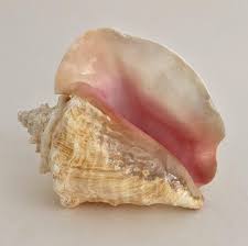 Queen Conch Shell Beach Home Decor Etsy In 2020 Shell Beach Conch Shell Conch