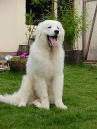 The kuvasz , is an ancient breed of livestock dog of hungarian origin. Kuvasz Wiktionary