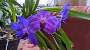 Image result for Vanda coerulea