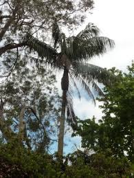 Image result for Acanthophoenix rubra