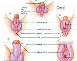 Unlike males, it is not part of the female reproductive system. Development Of Accessory Sex Organs And External Genitalia Human Physiology