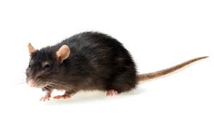 You are agreeing to parkbench terms of use. Satellite Beach Fl Home Rodent Exterminator Services Satellite Beach Fl Rodent Control Brevard County Fl Rodent Treatments Get Beachside Rodent Pest Control