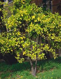 Über 7 millionen englischsprachige bücher. Salinity Management Guide Solve A Problem Related To Plants Water Or Soil