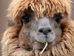 Check out our funny camel jokes and cheer up! How The Pandemic Changed Europe The New Yorker