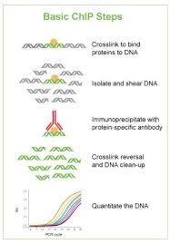 The histone analysis pipeline can resolve both punctate binding and longer chromatin domains that are bound by many instances of the target protein or target modification. Chromatin Immunoprecipitation Chip Epigentek
