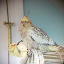 Animal themed pattern for fabrics, children, wall hangings, gift wrap, stationery, and interior design. Cute Cockatiels Tumblr Blog Gallery