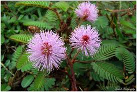 Mimosa Pidica Closes Up When Touched