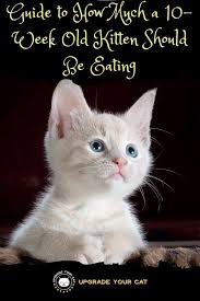 How much and how often should you feed a kitten or a grown cat? How Much Should A 10 Week Old Kitten Eat Daily Amount Upgrade Your Cat