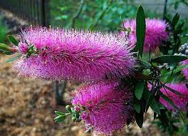 Callistemon Violaceus 100 Seeds Purple Bottlebrush Magenta Blooms Drought Tolerant Likes It Hot And Dry Plants Bottlebrush Plant Australian Native Plants
