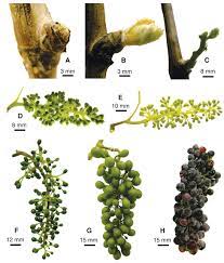 Check spelling or type a new query. Modified Method For Producing Grapevine Plants In Controlled Environments American Journal Of Enology And Viticulture