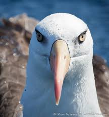 Surrounded by albatross « lirralirra