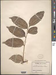 Image result for Panda oleosa