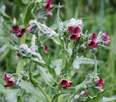 Image result for Cynoglossum hispidum