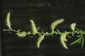 | white willow 'tristis'/rhs gardening. Salix Alba Udbg