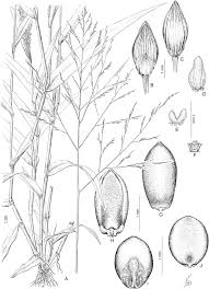 Image result for Panicum heterostachyum