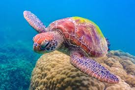 Maybe you would like to learn more about one of these? 8 Of The Best Dive Sites In The Great Barrier Reef Atlas Boots