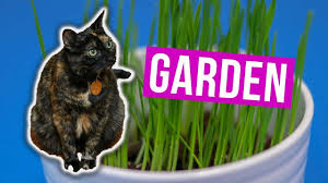 If you lack space or would prefer to. Growing A Cat Grass Garden Indoors For My Gato Jen Talks Forever Youtube