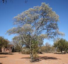 Image result for Terminalia sericea