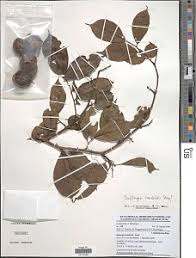Image result for Dalbergia acutifoliolata