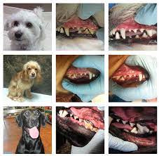 Dog Teeth Cleaning Miami Dogtown